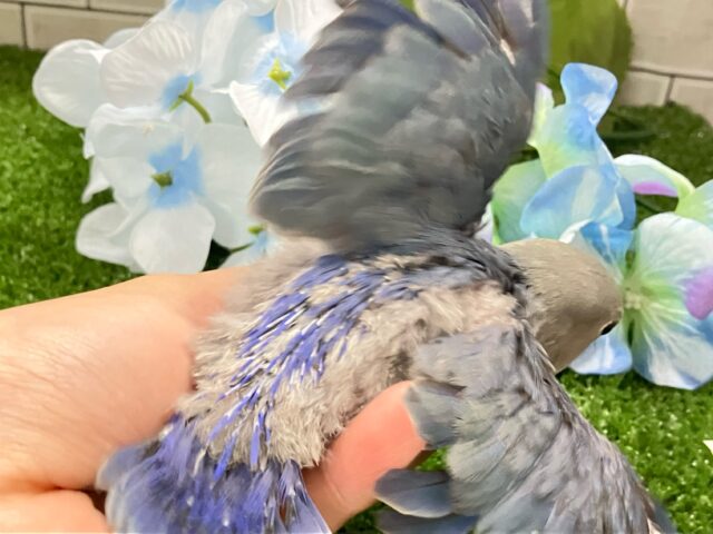 コザクラインコ（小桜インコ）