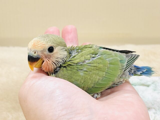 コザクラインコ（小桜インコ）