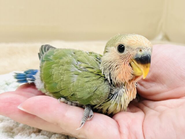 コザクラインコ（小桜インコ）