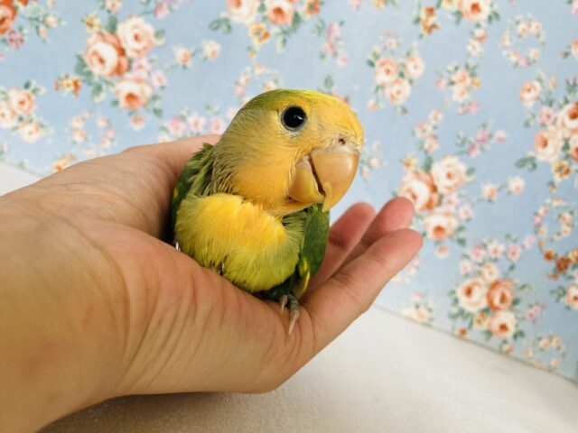 コザクラインコ（小桜インコ）