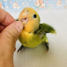 キミはかわいい愛嬌たっぷりコザたん❤︎*ˊᵕˋ 手乗りコザクラインコ(オレンジフェイスパイド)🍊🌿