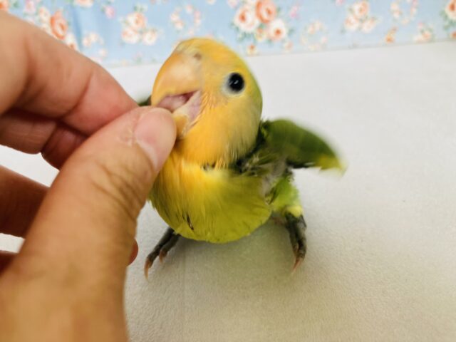 キミはかわいい愛嬌たっぷりコザたん❤︎*ˊᵕˋ 手乗りコザクラインコ(オレンジフェイスパイド)🍊🌿
