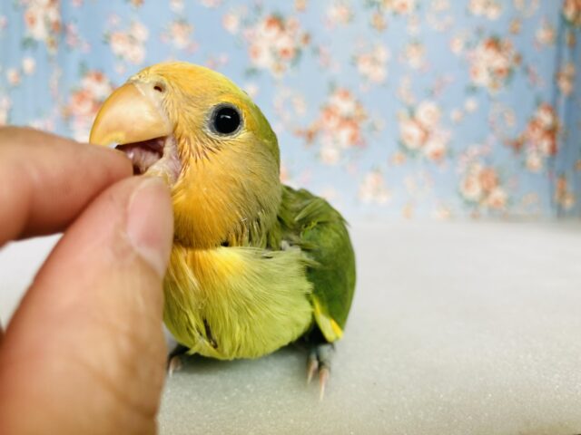 コザクラインコ（小桜インコ）