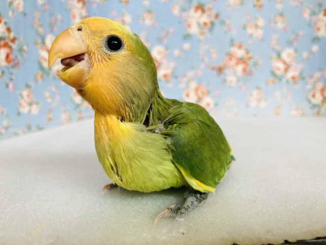 コザクラインコ（小桜インコ）