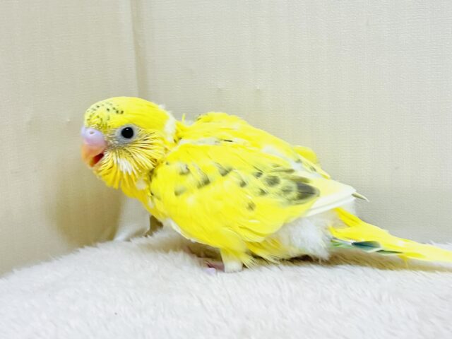 セキセイインコ