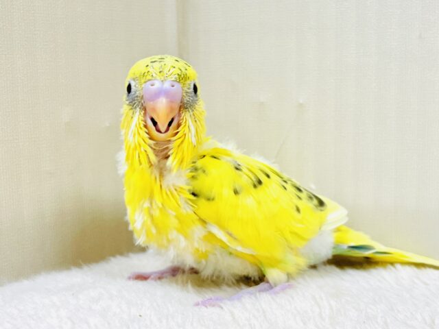 セキセイインコ