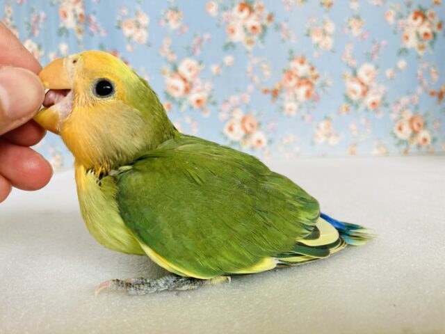 コザクラインコ（小桜インコ）
