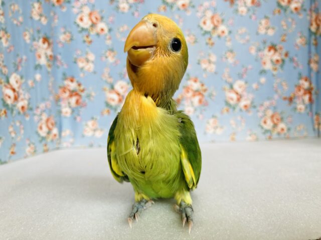 コザクラインコ（小桜インコ）