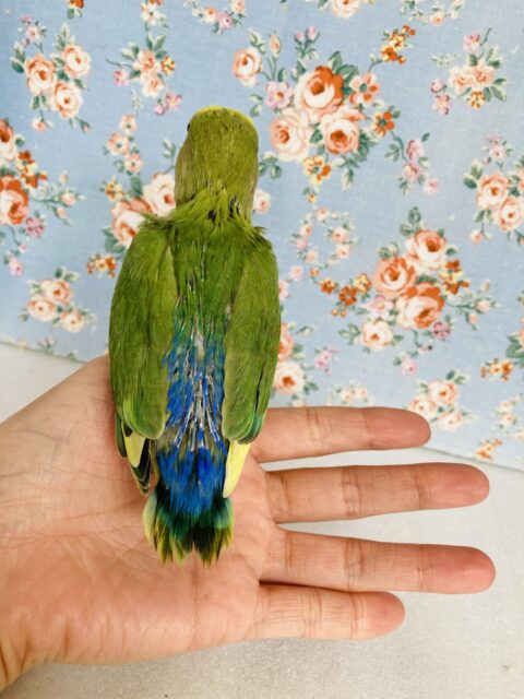 コザクラインコ（小桜インコ）