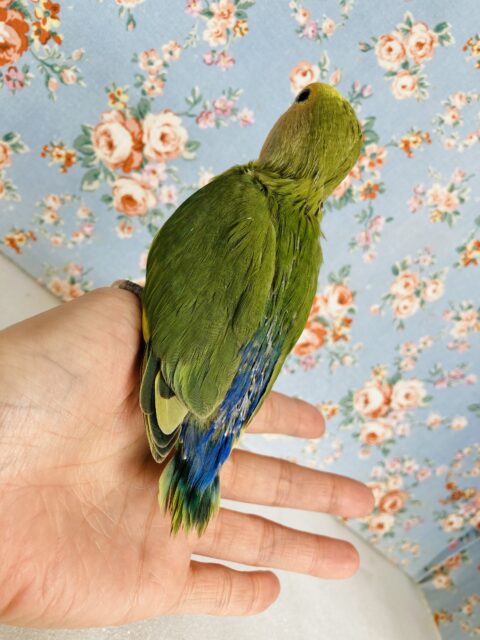 コザクラインコ（小桜インコ）