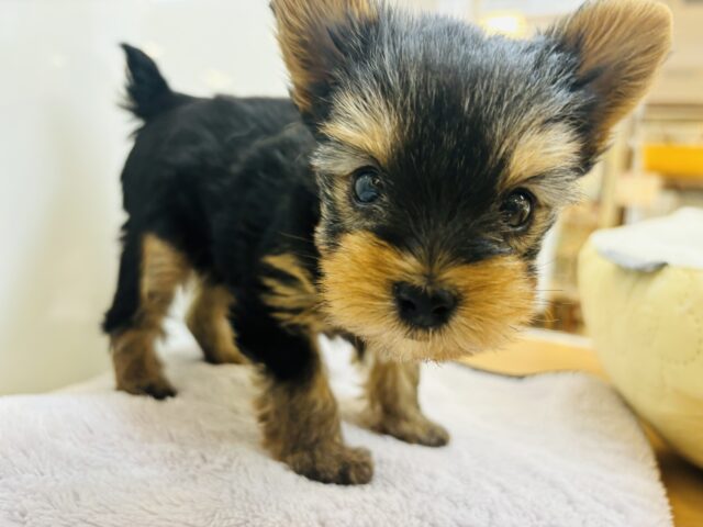 ヨークシャテリア