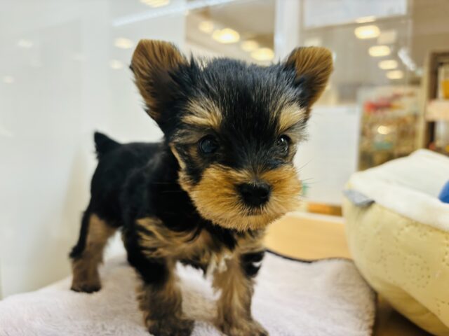 ヨークシャテリア