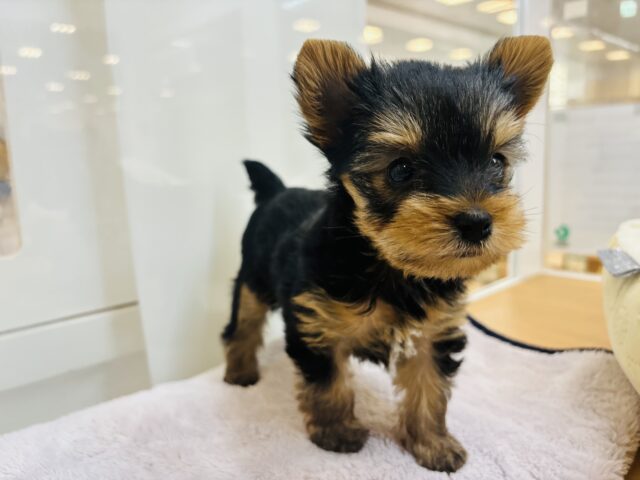 ヨークシャテリア