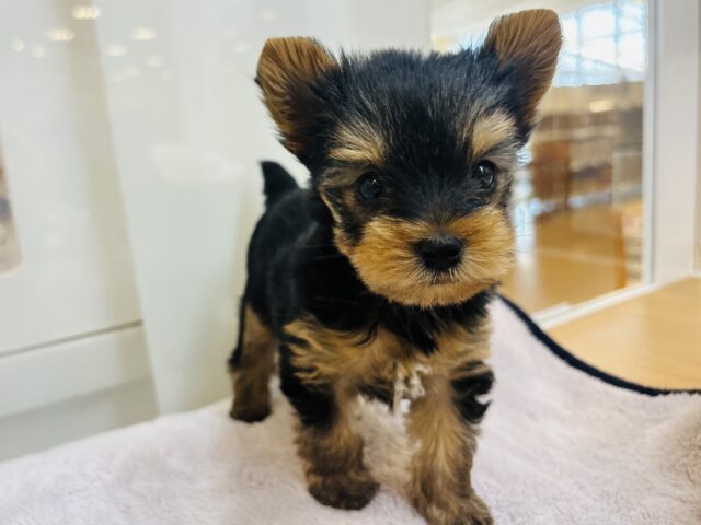 ヨークシャテリア