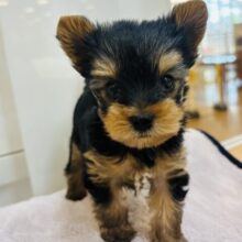 ボクちんの可愛さにやられちゃうよ〜♡ヨーキーくん！