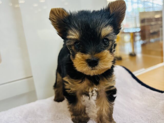 ボクちんの可愛さにやられちゃうよ〜♡ヨーキーくん！