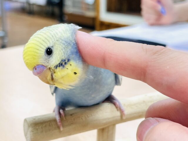 甘えん坊になる予感！？セキセイインコ（イエローフェイスオパーリン）