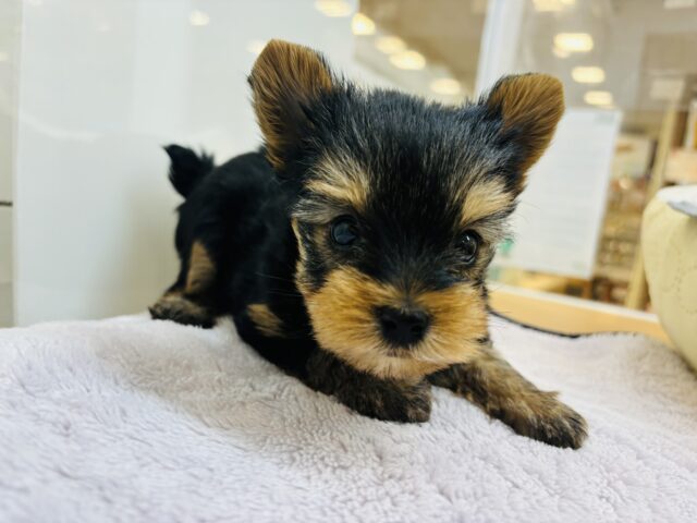 ヨークシャテリア