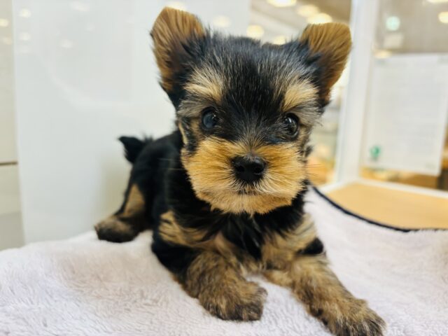 ヨークシャテリア