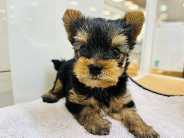 ヨークシャテリア