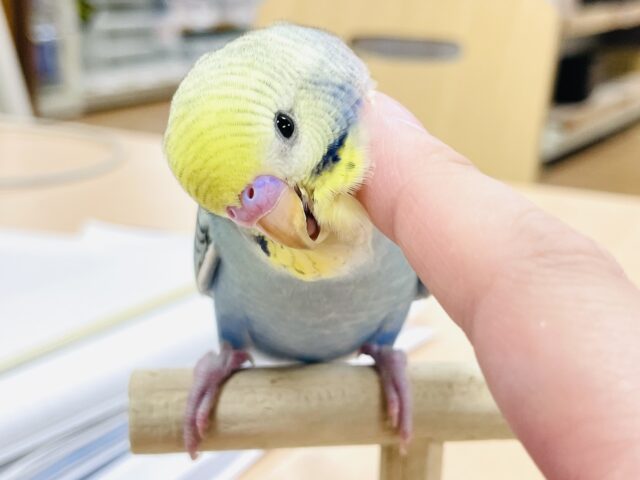 セキセイインコ