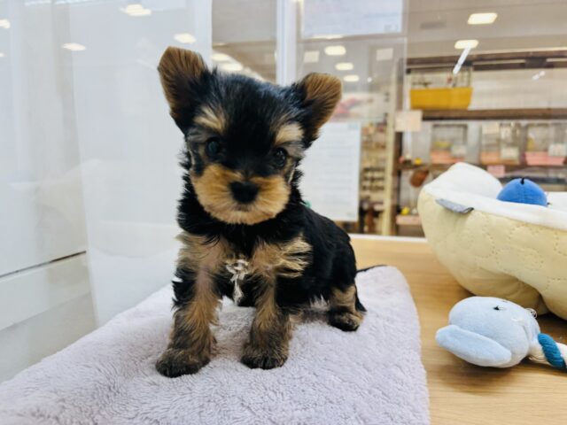 ヨークシャテリア