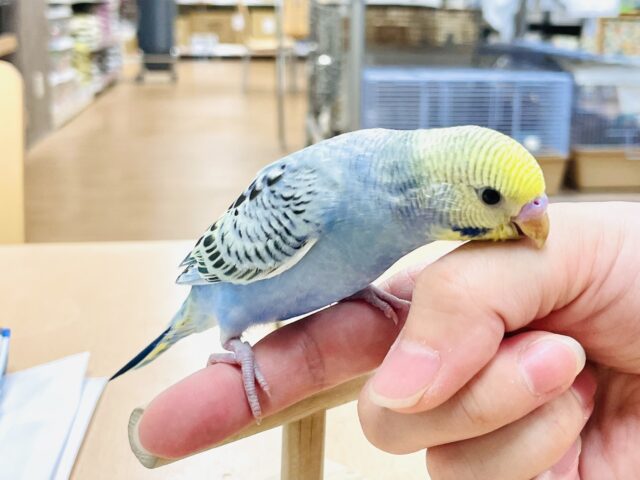 セキセイインコ