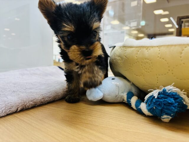 ヨークシャテリア