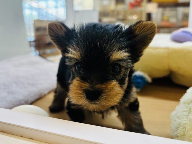 ヨークシャテリア