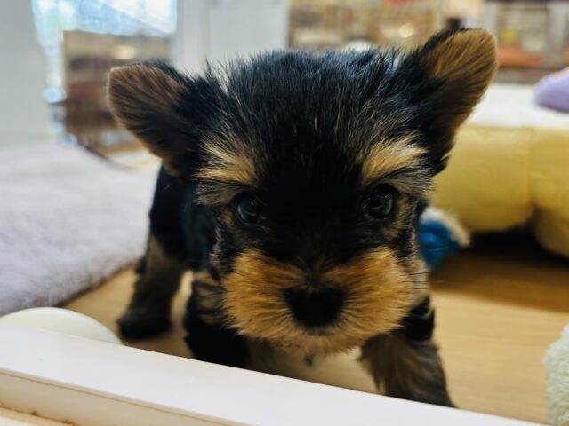 ヨークシャテリア