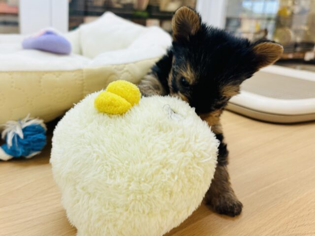 ヨークシャテリア