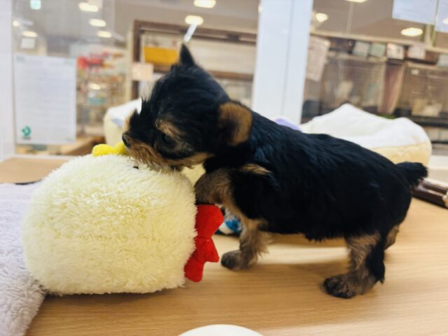 ヨークシャテリア