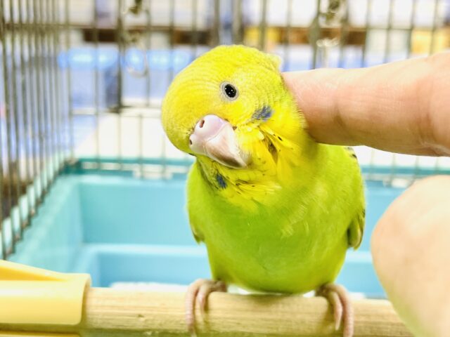 セキセイインコ
