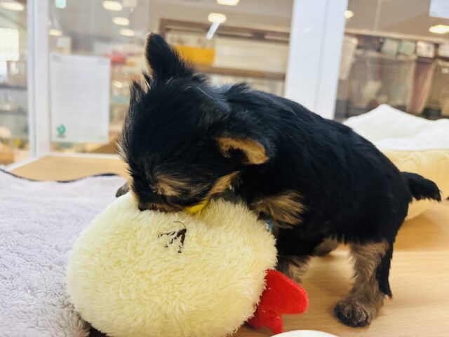 ヨークシャテリア