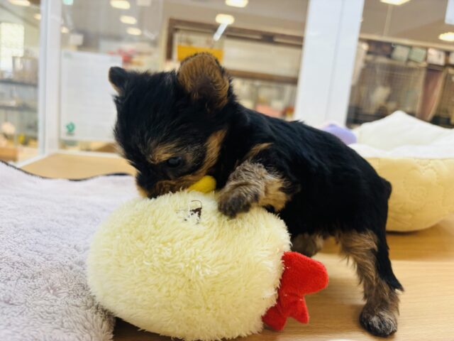 ヨークシャテリア