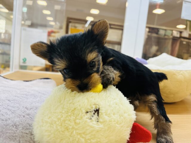 ヨークシャテリア