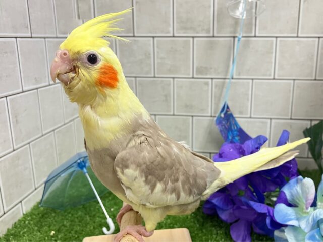 オカメインコ