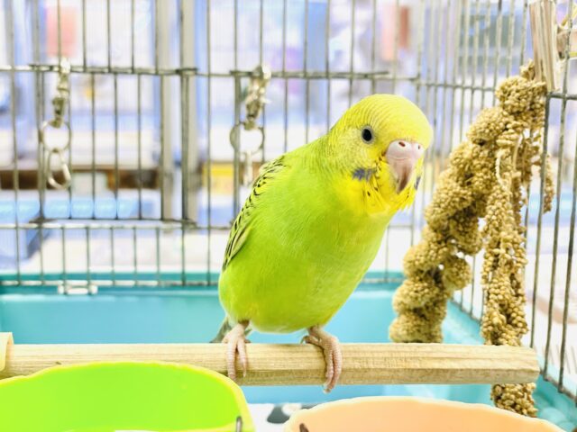 セキセイインコ
