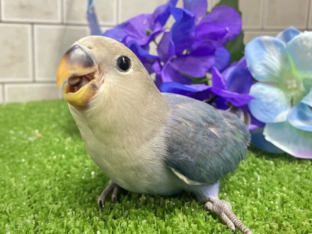 ✨最新画像✨ﾍﾟｯﾀﾝぺんた🐧紫陽花咲いた💜⋆͛✨コザクラインコ(バイオレット/2025年5月生まれ)