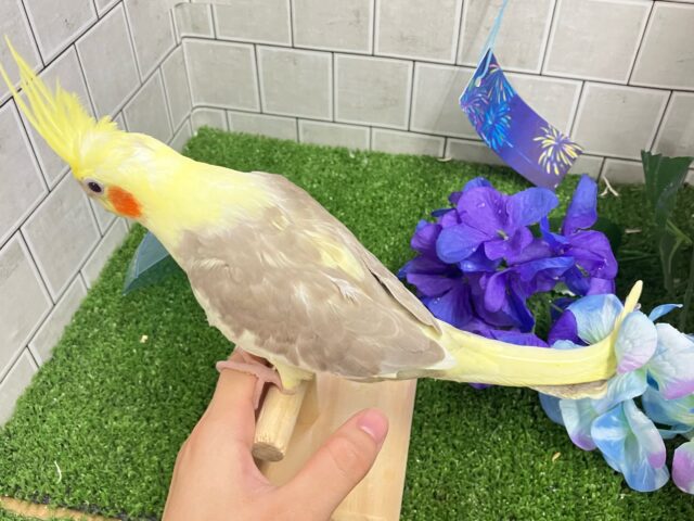 オカメインコ