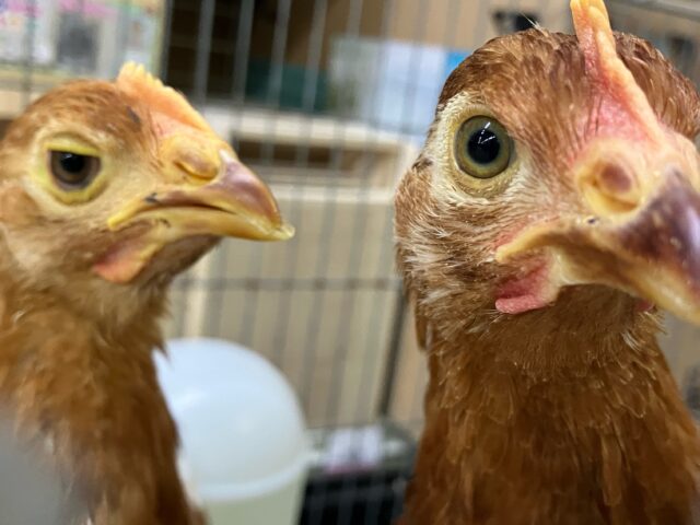 ボリスブラウン