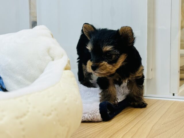 ヨークシャテリア