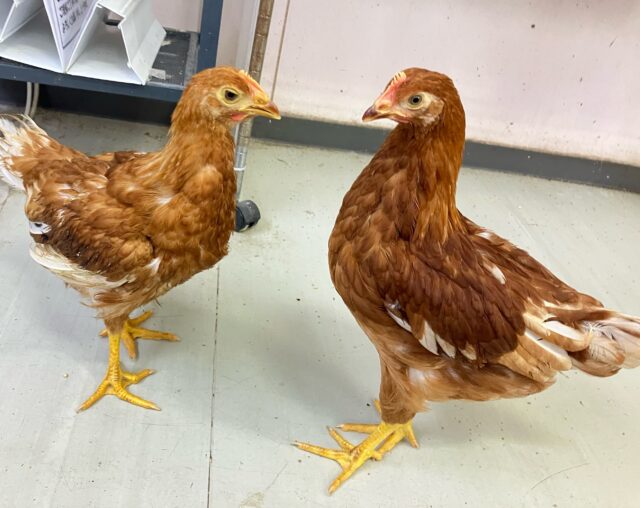 ボリスブラウン