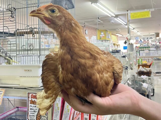 ボリスブラウン