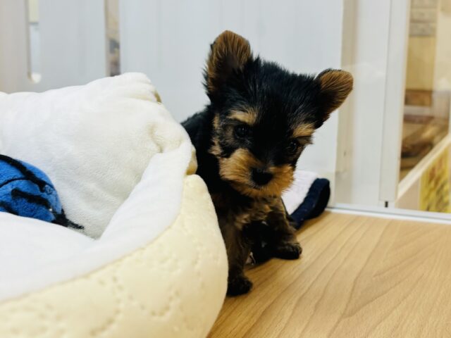 ヨークシャテリア