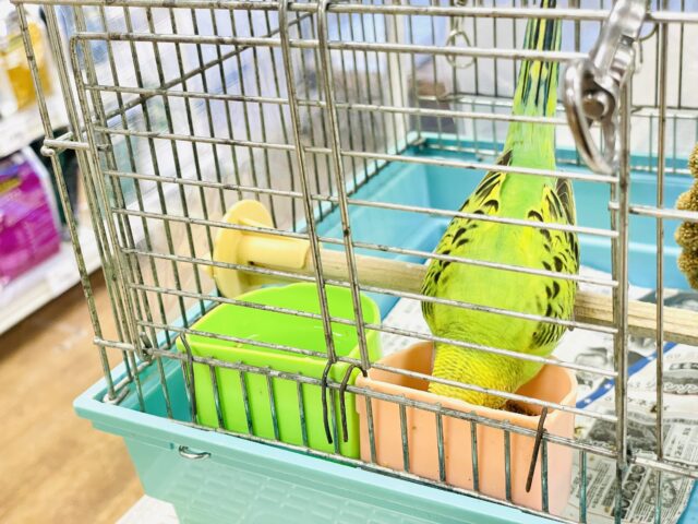 セキセイインコ