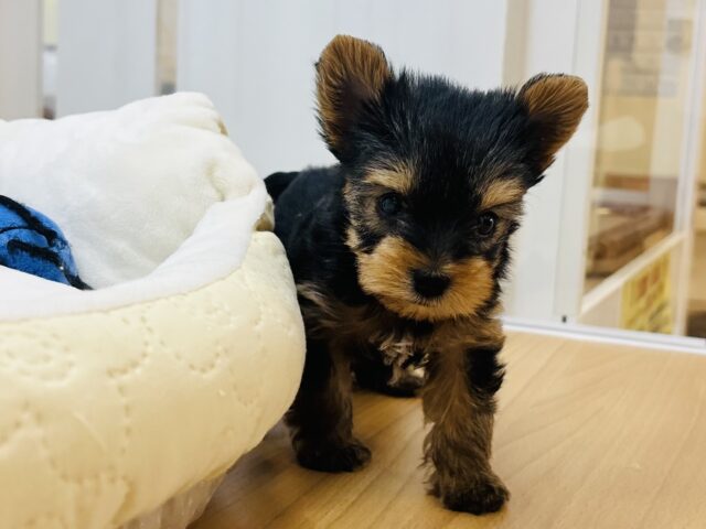 ヨークシャテリア