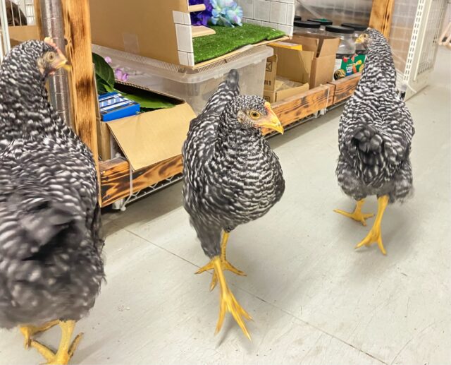 ボリスブラウン