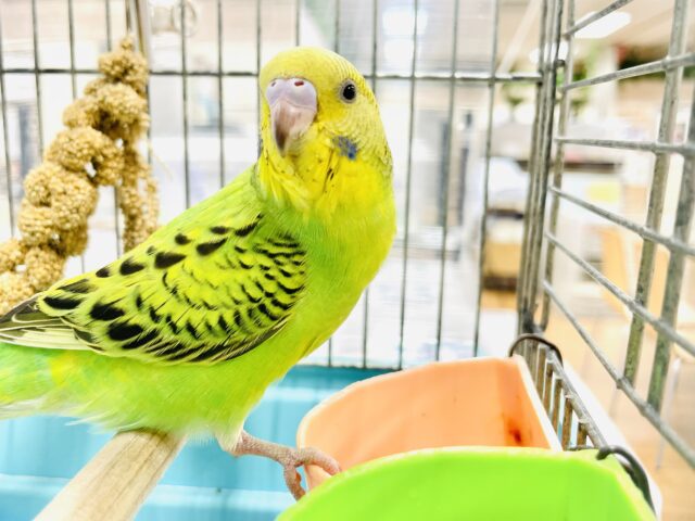 セキセイインコ