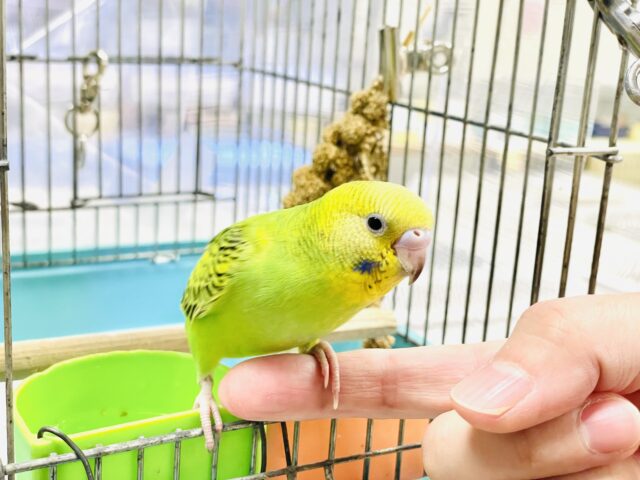 セキセイインコ